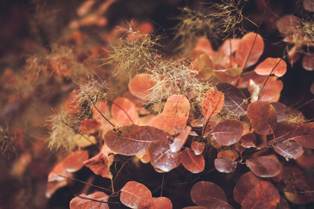秋天的自然背景与缤纷的落叶上分支。软焦点