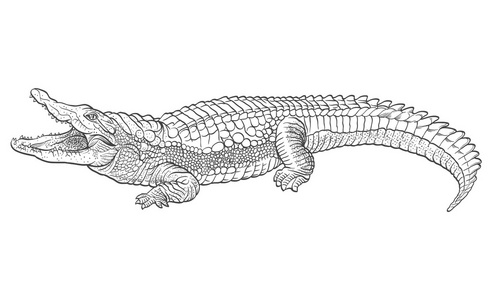 手绘鳄鱼线稿手绘鳄鱼.矢量图照片