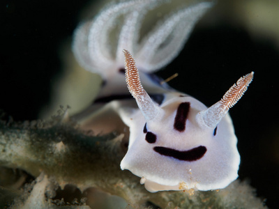 蝓蓝色 Chromodoris