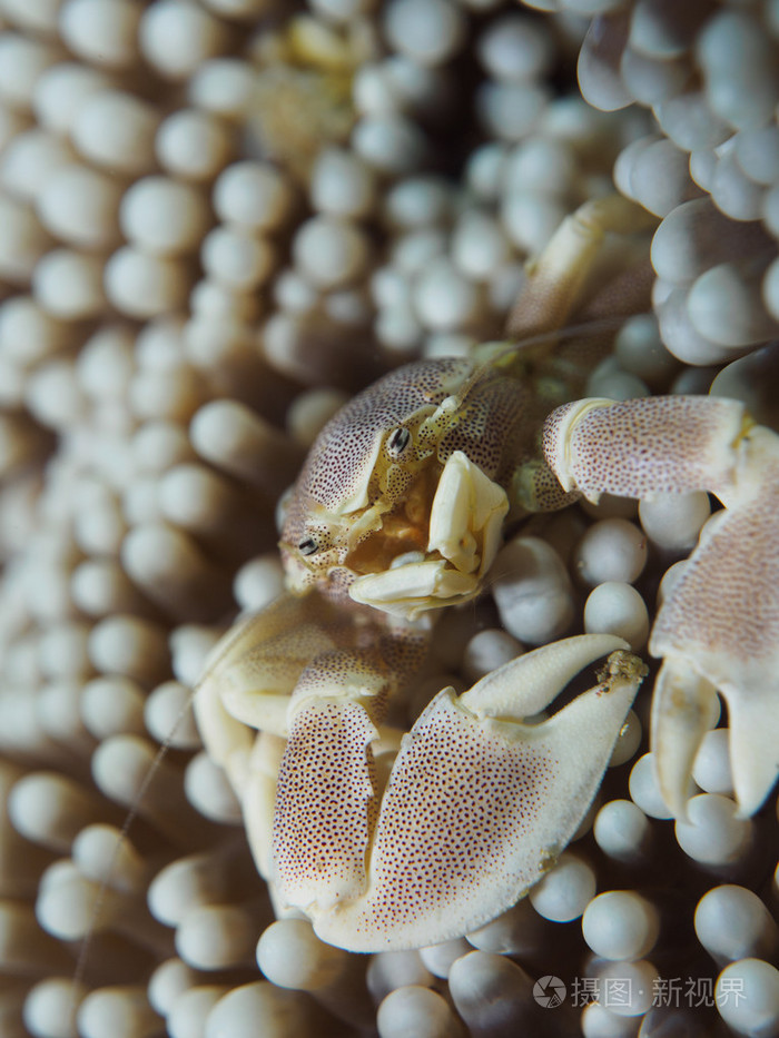 在anilao,菲律宾瓷蟹