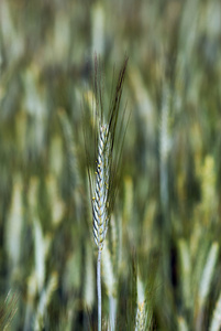 夏季成熟小麦的耳朵