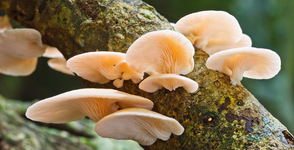 白蝇在森林里的白蘑菇摄影图