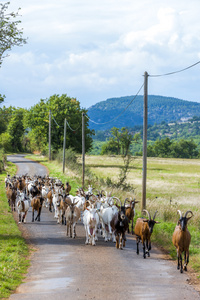 在路上，Aveyron，Midi 比利牛斯群山羊