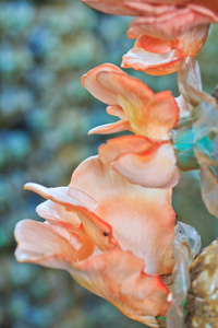 粉红色的蘑菇图片