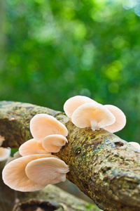 在森林里的白蘑菇