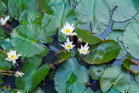 在一个池塘里的莲花水厂