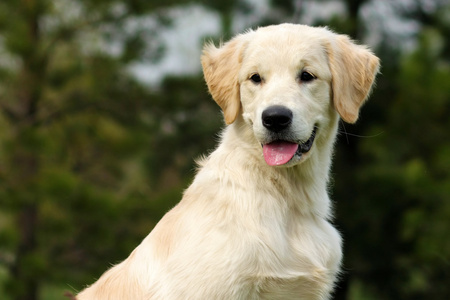 金毛猎犬的小狗