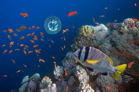 热带鱼类和硬珊瑚在红海