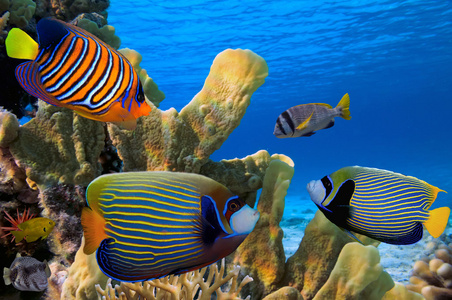 热带鱼在红海珊瑚礁