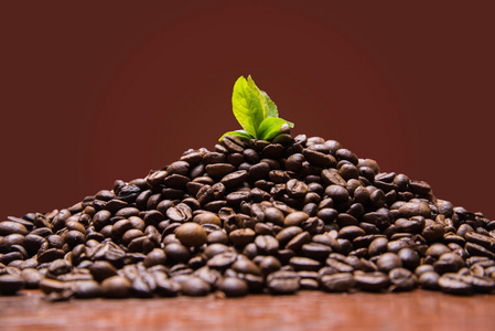 从咖啡，咖啡豆与绿叶长大了。图像胶片