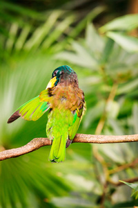 鸟落在树枝上图片