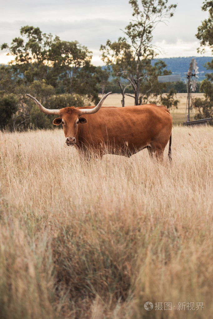 在围场longhorn牛