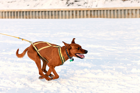 线束中的雪橇犬