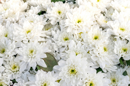 盛开的白菊花花束