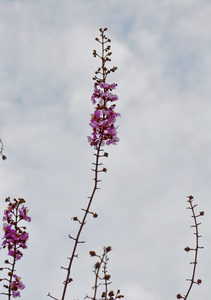 女王花在天空背景