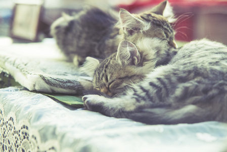 两个小猫缅因州茧睡在床上