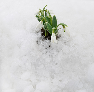 雪花莲和雪