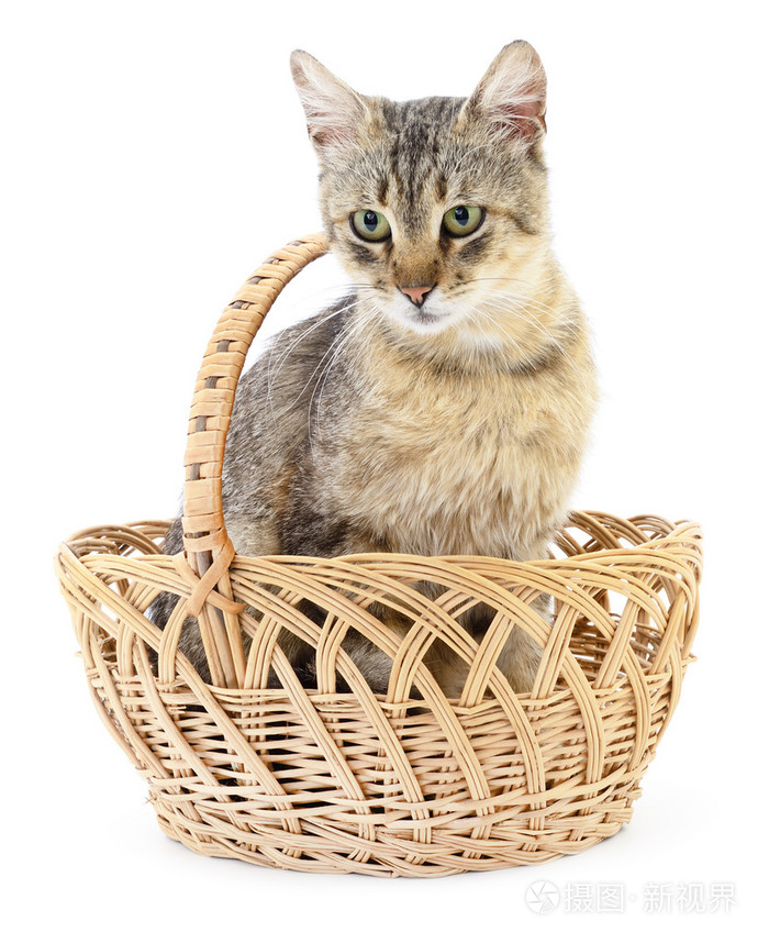 孤立在篮子里的猫