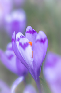 春季浅自由度番红花花