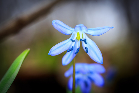 bl vilda blommor