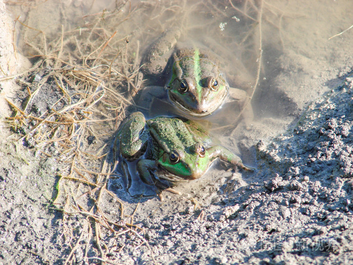 两只青蛙在湖岸上晒太阳