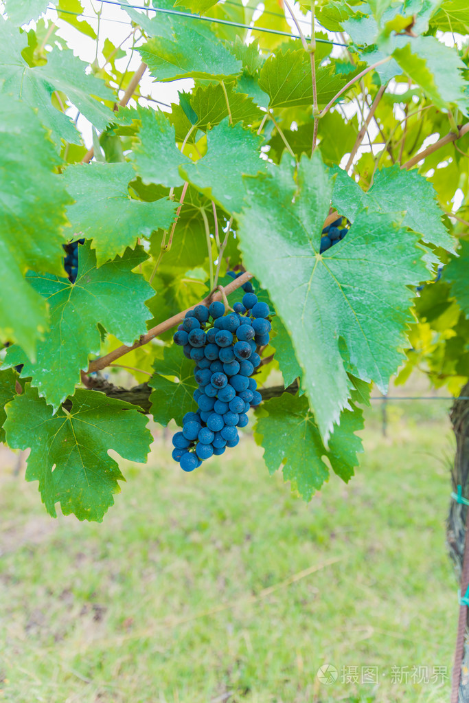 酒神巴克斯,一串串葡萄