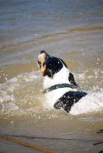 河水中的狗