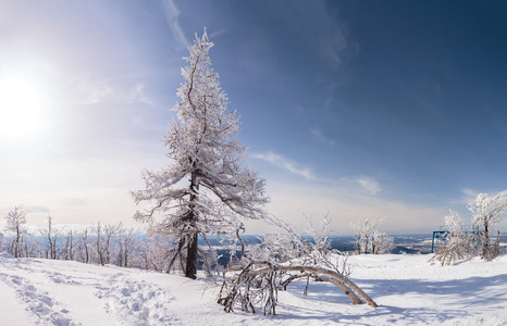 雪和树