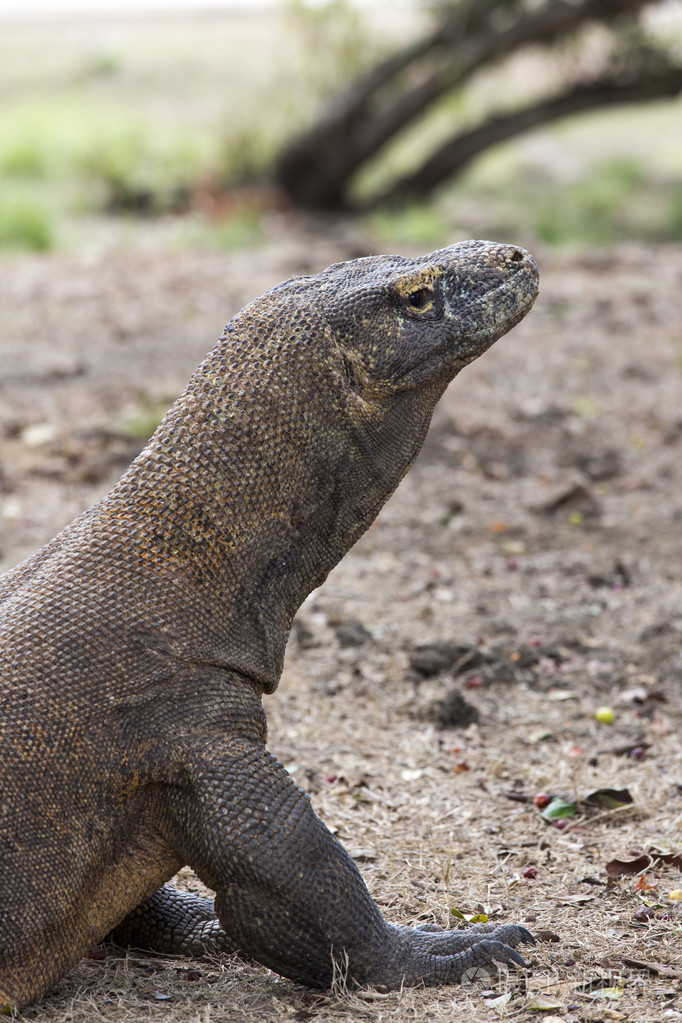 在世界最大蜥蜴科莫多龙