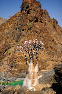 瓶棵开花的树，在也门索科特拉岛