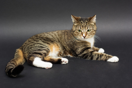 野生猫狸花猫图片-野生猫狸花猫素材-野生猫狸花猫插画-摄图新视界