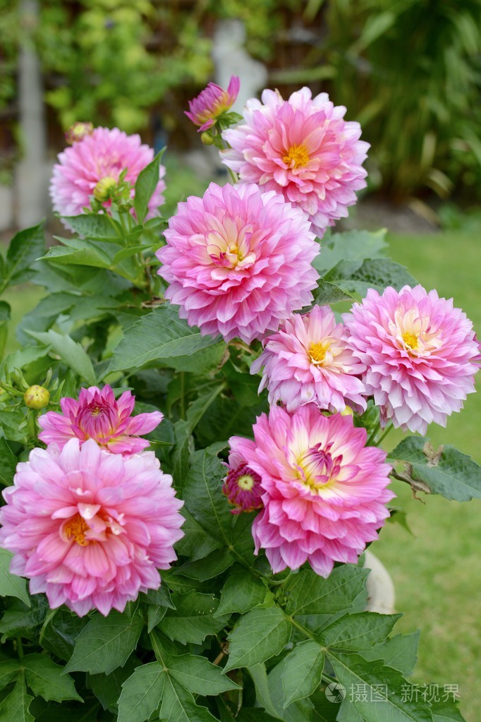 粉色大丽花花