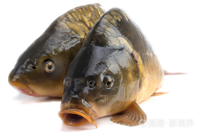 镜鲤称重3磅的鱼