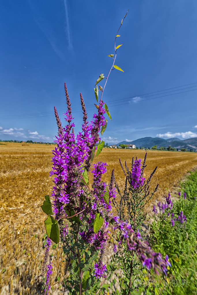 盛开在田野里的花