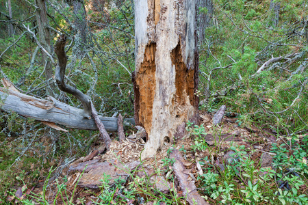 腐木腐烂的枯木树在森林照片