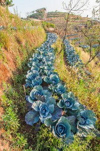 在山场农业红色卷心菜