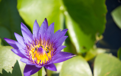 五颜六色盛开的紫色 紫 水百合 莲花 与蜜蜂试图阻止它的花蜜花粉。在泰国的荷塘捕获的视图。莲花在亚洲是重要的文化符号