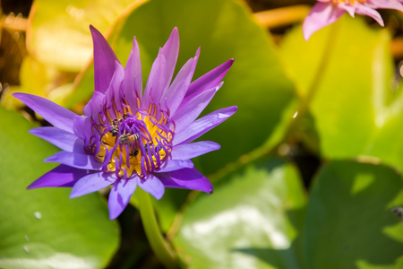五颜六色盛开的紫色 紫 水百合 莲花 与蜜蜂试图阻止它的花蜜花粉。在泰国的荷塘捕获的视图。莲花在亚洲是重要的文化符号