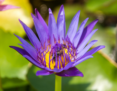 五颜六色盛开的紫色 紫 水百合 莲花 与蜜蜂试图阻止它的花蜜花粉。在泰国的荷塘捕获的视图。莲花在亚洲是重要的文化符号