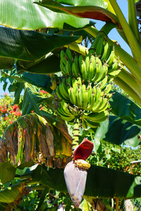 香蕉香蕉棕榈树上