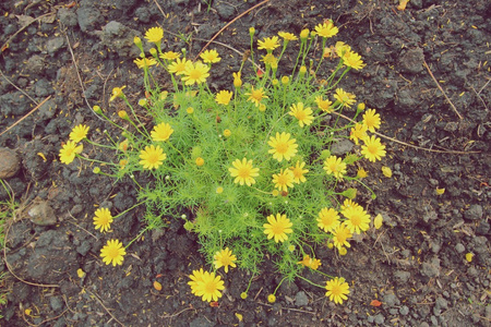 花园里的黄色花