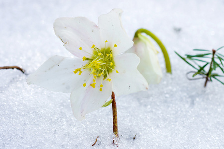 嚏根草花中雪