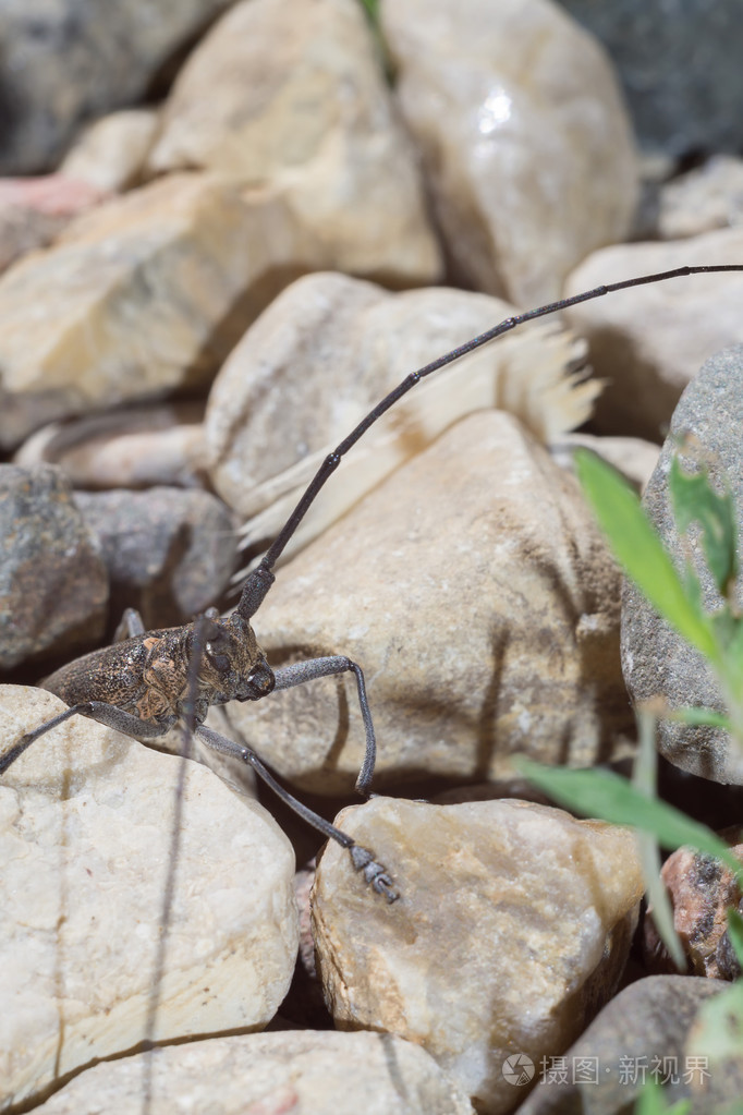甲虫用长的触角