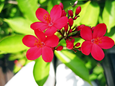 exotiska rosa blomma blommar p grenen av bush布什的树枝上的餐厅供应的异国情调的粉