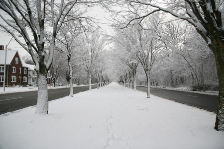 雪被覆盖的树线街道图片