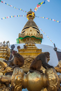 猴子坐在猴庙佛塔在猴庙，加德满都，尼泊尔