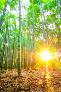竹太阳光线竹林里的阳光照片