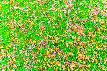 秋天的枫叶在草地上