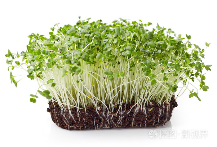 新鲜的花椰菜芽照片 正版商用图片1mjtt5 摄图新视界