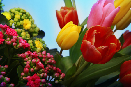 相约三月天第八届三月花照片